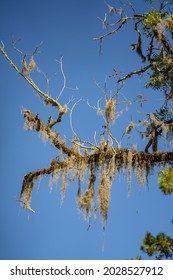 Mossy Oak Tree On Blue Sky