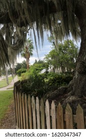 Mossy Oak Tree With Picket Fence Louisiana Living Front Yard Property In Mandeville, Louisiana On The North Shore Of Lake Pontchartrain And New Orleans.