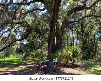 Mossy Oak Tree In Savannah, GA