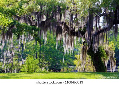 Mossy Oak Tree - Slidell, Louisiana North Of New Orleans And Lake Pontchartrain On Bayou Liberty - Swamp Scene