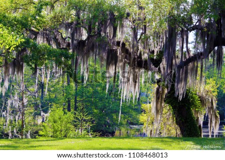 Mossy Oak Tree - Slidell, Louisiana north of New Orleans and Lake Pontchartrain on Bayou Liberty - Swamp Scene
