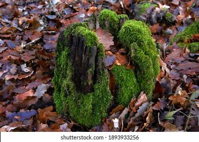 Mossy Oak Tree Stump In Winter, Close Up