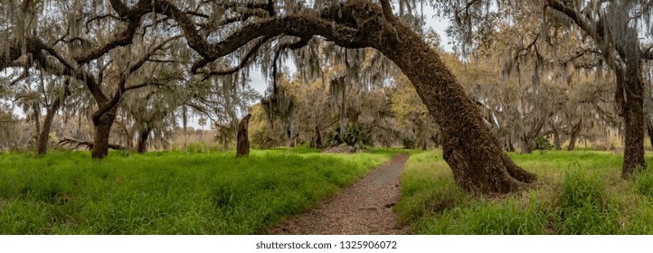 Mossy Oak Trees In Florida 