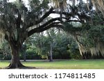 Mossy Oak Trees in New Orleans Area next to Lake Pontchartrain and Bayou Bonfuca - Swamp and Marsh Land