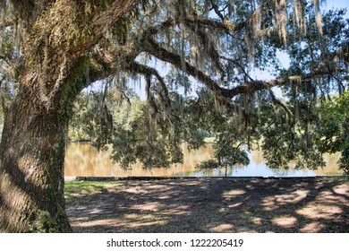 Mossy Oaks Along Bayou Petite Anse In Iberia Parish Louisiana