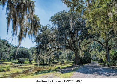 Mossy Oaks Of Avery Island Louisiana In Iberia Parish In Autumn