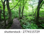 mossy old trees and fine path