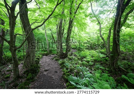 mossy old trees and fine path