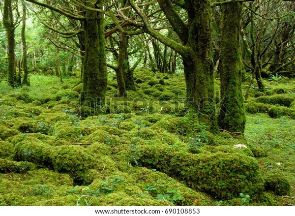 Mossy Old Trees Killarney National Park Stock Photo Edit Now