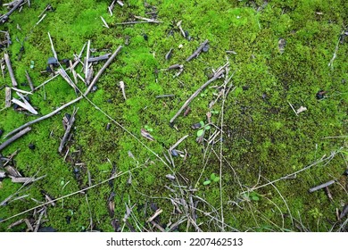 A mossy patch of soil in the forest with small dry twigs and extinct embers from the fire. - Shutterstock ID 2207462513