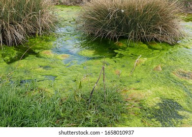 Mossy Pond, Mossy Swamp Area, Green Algae,