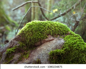 Mossy Rock In The Forest, Close Up