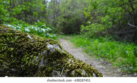 Mossy Rock With Nature Trail