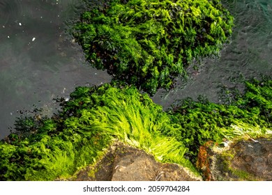 Mossy Rock Texture In The Sea With Green Water