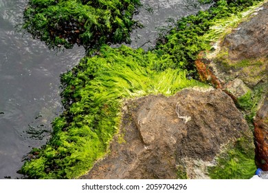 Mossy Rock Texture In The Sea With Green Water