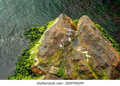 Mossy Rock Texture In The Sea With Green Water