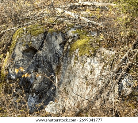 A mossy rockface in the forest in fall