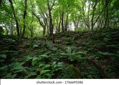 Mossy Rocks And Trees In A Primeval Forest