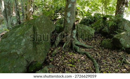 mossy rocks under the nutmeg tree