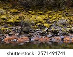 Mossy rocky shoreline on North Fork American River in Colfax, California