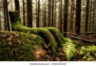 Mossy roots of a stump in the forest. Misty forest mossy roots. Tree roots in moss in misty forest. Forest tree roots in moss