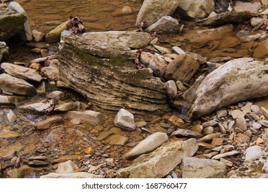 Mossy Shale Type Rock In A River Northern Kentucky