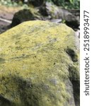 Mossy stone background, green stone caused by moss. Image of green mossy rock.