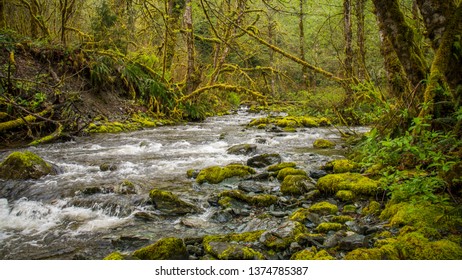 Mossy Stream In The Skagit Valley