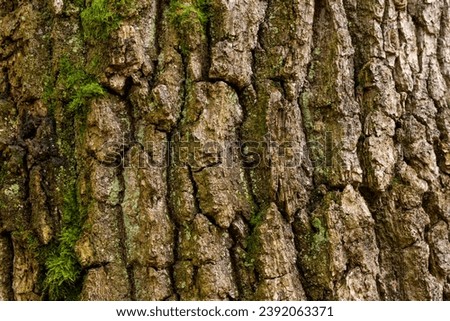 Mossy Texture of oak bark from the Quercus or oak tree as a background. Wooden tree texture.
