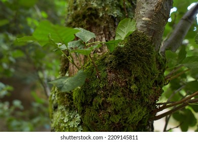 Mossy timberland. Tree trunks mossy. Tree trunk green moss. Mossy tree trunk on ground