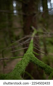 Mossy timberland. Tree trunks mossy. Tree trunk green moss. Mossy tree trunk on ground - Shutterstock ID 2254502433