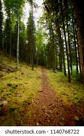 Mossy Trail Through Forest In Cooper Landing Alaska