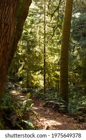 Mossy Trail Through The Woods On Cortes Island, BC