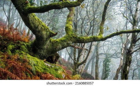 A mossy tree in a mossy autumn forest. Branchy tree in moss. Autumn mossy branchy tree. Mossy branchy tree