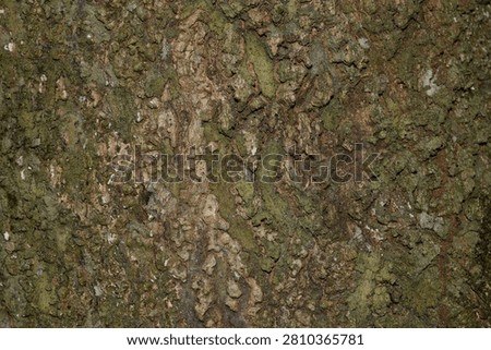 a Mossy Tree Bark Texture