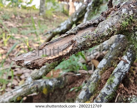 Mossy Tree Bark Texture with Broken Branch in Forest Nature Background

Close up macro photography of tree bark covered with green moss and lichen. Broken branch detail with natural forest background and bokeh. Perfect for nature, forest, wood texture, ecology, environment, organic background, and design concepts.