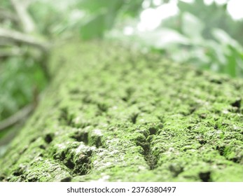 Mossy tree bark texture from a fallen tree