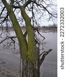 Mossy Tree with Split Branches Over Missouri River