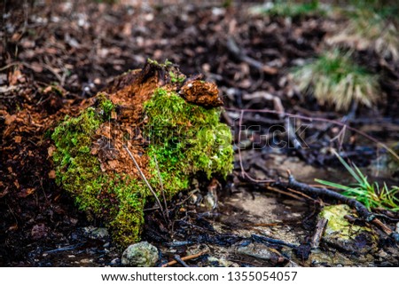 mossy tree stump Stock foto © 