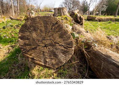 A mossy tree stump, a forest setting at the Cuningar Loop woodland park, Glasgow. Scotland. Act as natural sculptures and habitats for insects, moss, fungi as they decompose. The woodland ecosystem. 