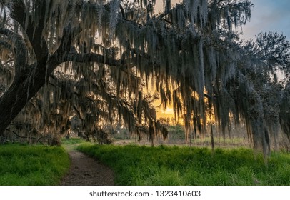 Mossy tree at sunrise - Powered by Shutterstock