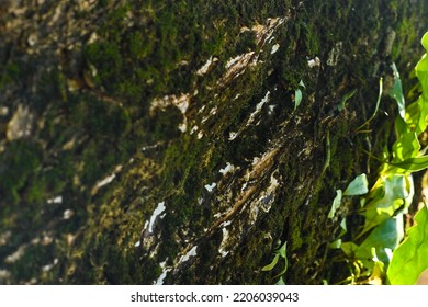 Mossy Tree Trunk Background Image