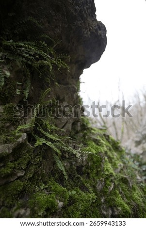 Mossy tree trunk close-up with sunlight glow