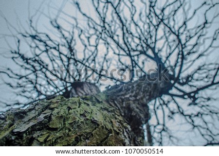 Mossy tree trunk in the damp forest