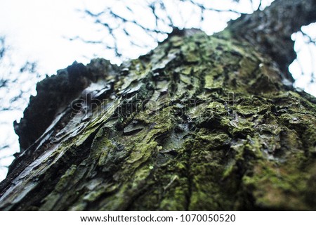 Mossy tree trunk in the damp forest