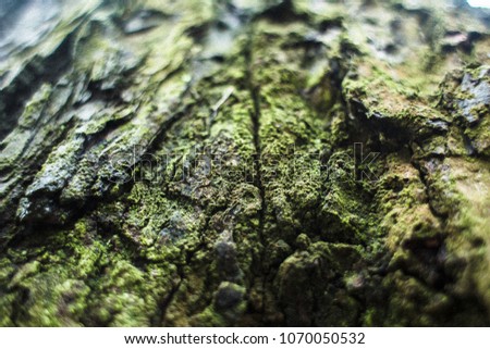 Mossy tree trunk in the damp forest