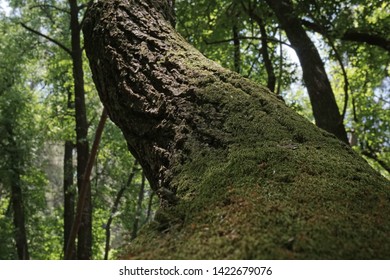 Mossy tree trunk in forest                               