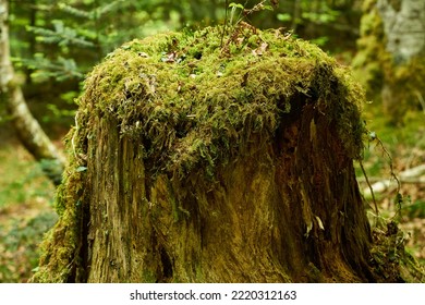 A Mossy Tree Trunk In A Forest