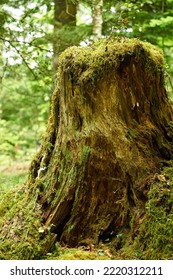 A Mossy Tree Trunk In A Forest