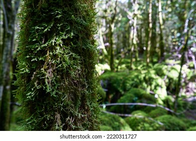 A Mossy Tree Trunk In Spring